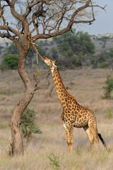 Giraffe (Giraffa giraffa giraffa) or Cape giraffe. This female gathers her minerals from the remains of a leopard kill in the Kruger National Park in South Africa