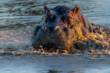 Hippopotamus in Manyeleti Game Reserve in the Greater Kruger Region in South Africa. An aggressive...