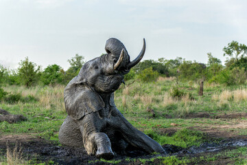 Obraz premium Elephant bull taking a mud bath in Manyeleti Game Reserve in the Greater Kruger Region in South Africa