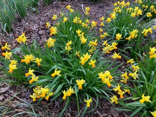 daffodils in spring with rain drops

