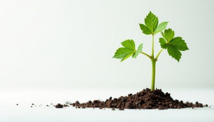 Miniature grapevine sprout on a white background , botanical, stem, leaf