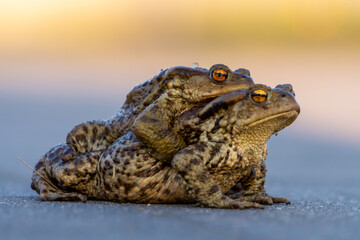 two toads in amplexus, a mating position in which the male is on the female's back. shot of amphibian mating behavior. close-up of frogs. sexual intercourse. wild animal reproduction.