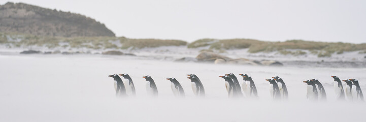 Gentoo Penguin (Pygoscelis papua) traverse a sand blown beach to head into a stormy sea on Sea Lion...