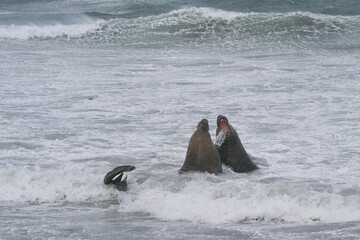 Dominant male Southern Elephant Seal (Mirounga leonina) fights with a rival for control of a large...