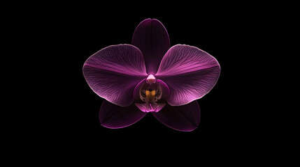 Plakat Purple orchid in focus against a black backdrop.