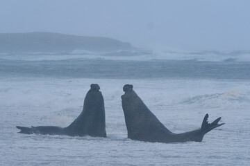Dominant male Southern Elephant Seal (Mirounga leonina) fights with a rival for control of a large...
