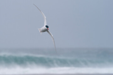 South American Tern (Sterna hirundinacea) flying along a stormy beach on the coast of Sea Lion Island in the Falkland Islands