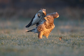 Myszołów, ptak drapieżny o poranku. © M