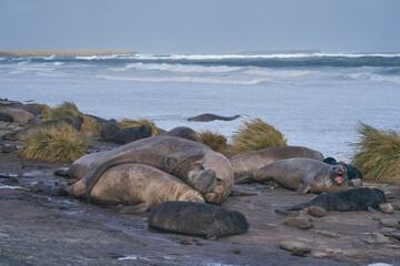 Group of Southern Elephant Seal (Mirounga leonina) move to higher ground to escape a stormy sea...