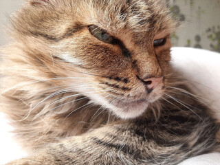 Majestic feline resting in cozy sunlight with soft fur and captivating eyes