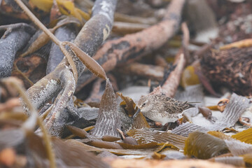 White-rumped Sandpiper (Calidris fuscicollis) searching for food amongst freshly washed up sea weed along the coast of Sea Lion Island in the Falkland Islands