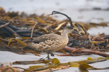 Patagonian Crested Duck (Lophonetta specularioides specularioides) foraging for food amongst freshly washed up sea weed on the coast of Sea Lion Island in the Falkland Islands.  