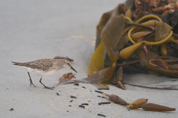 White-rumped Sandpiper (Calidris fuscicollis) searching for food amongst freshly washed up sea weed along the coast of Sea Lion Island in the Falkland Islands
