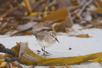 White-rumped Sandpiper (Calidris fuscicollis) searching for food amongst freshly washed up sea weed along the coast of Sea Lion Island in the Falkland Islands