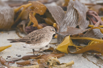 White-rumped Sandpiper (Calidris fuscicollis) searching for food amongst freshly washed up sea weed along the coast of Sea Lion Island in the Falkland Islands