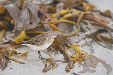 White-rumped Sandpiper (Calidris fuscicollis) searching for food amongst freshly washed up sea weed along the coast of Sea Lion Island in the Falkland Islands