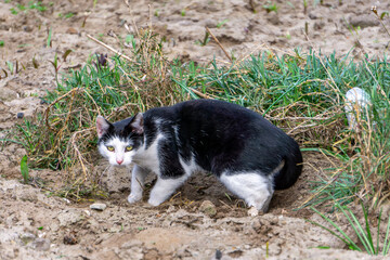 Fototapeta premium Black and white cat burying its excrement in sandy terrain, among grass. Natural cat behavior captured in its everyday environment.