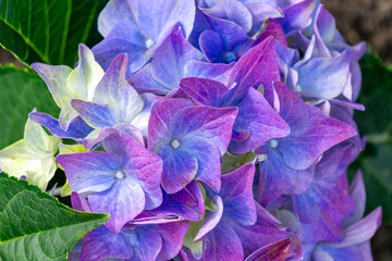 close-up of beautiful hydrangea flowers in intense shades of purple, blue and pink. The petals have delicate color transitions, and in the background you can see the green leaves of the plant