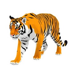 Naklejka premium A stately tiger confidently strides forward, its powerful presence and striking stripes commanding attention.
