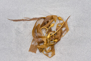 Kelp washed up on a sandy beach on Sea Lion Island in the Falkland Islands
