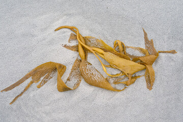 Kelp washed up on a sandy beach on Sea Lion Island in the Falkland Islands