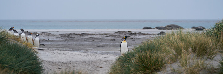 King Penguin (Aptenodytes patagonicus) walking along a beach with tussock grass on Sea Lion Island...