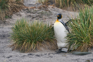 King Penguin (Aptenodytes patagonicus) walking along a beach with tussock grass on Sea Lion Island...