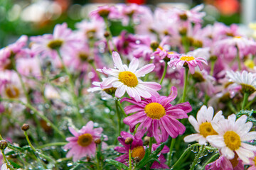 Obraz premium multi-colored chrysanthemum flowers covered with drops of dew and rain. Pink, white and purple petals create a colorful, natural bouquet