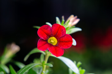 Close-up of a Calibrachoa flower with intense red petals and a yellow center. The plant is set against a blurred green background.