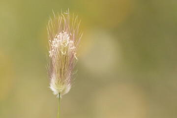 Obraz premium Con la primavera llegan las Harestail (Lagurus ovatus), cola de conejo