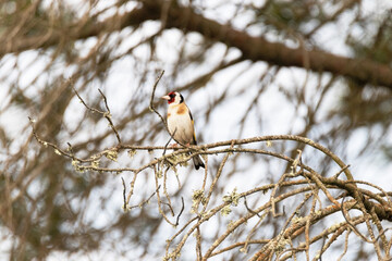Cantando en una rama de un pino un Jilguero (Carduelis Carduelis)