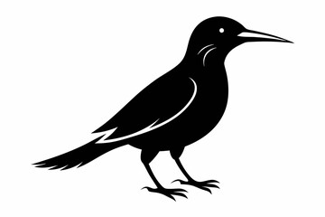 Obraz premium wallcreeper sihouette black vector