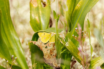 Mariposa Colias croceus oculta entre la maleza