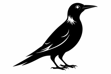 Obraz premium wallcreeper sihouette black vector
