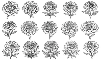 Beautiful Carnation Flower Line Art Coloring Page for Adults, Designed for Relaxation and Mindfulness, Great for Stress Relief and Printable Art Therapy or Adult Coloring Books.