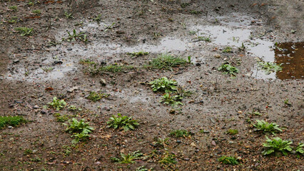 Spring wet soil after melted snow with the first green grass.