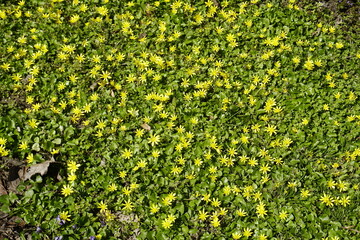 Ground cover underfoot in spring in a park by the river. Yellow primroses