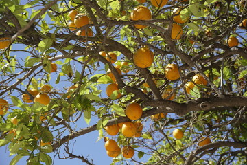 Orange tree and ripe fruits on branches. Plants in the city park.