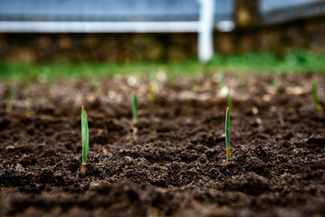 Woman farmer hands planting garlic bulbs in the soil.