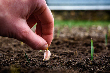 Woman farmer hands planting garlic bulbs in the soil.