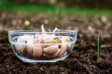 Bowl of garlic for planting on soil in early spring.