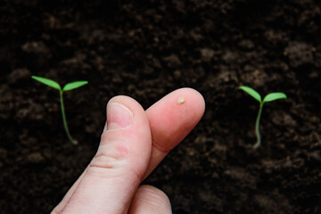 Growing tomato seedlings from seeds in box on window at home.