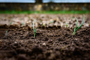 Young onion growing in spring garden.