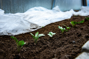 Growing cabbage seedlings under a covering film in early spring.