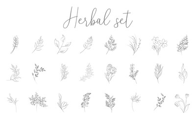 Elegant vector set of hand-drawn branches, leaves, and flowers. Perfect for invitations, branding, wedding, packaging, and more. Isolated and fully editable elements.