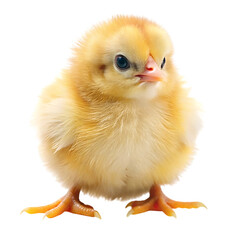 Fototapeta premium adorable baby healthy chicken little yellow brown 