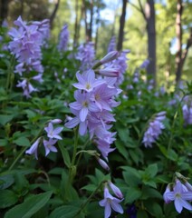 Delicate campanula blossoms nestled amongst lush green foliage and trees, outdoor scene, charming, bellflower