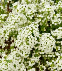 Delicate clusters of tiny white gypsophila flowers, blooming profusely, beautiful, flower, romantic