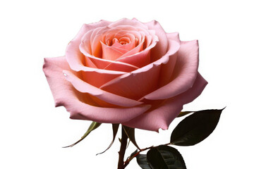 rose isolated on white background