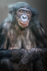 Close-Up Portrait of a Dark-Furred Ape with Folded Hands and Intricate Fur Texture